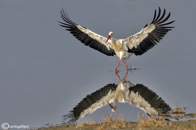 Cicogna bianca- White Stork (Ciconia ciconia)