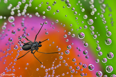 Spiderweb and  Drops