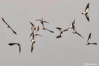 Pavoncella-Northern Lapwing (Vanellus vanellus)