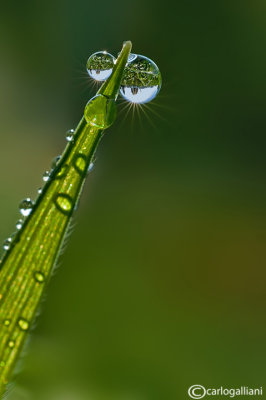 Drops