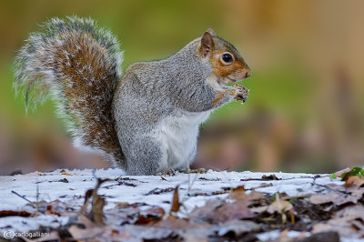 Grey squirrel - Sciurus carolinensis