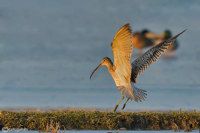 Chiurlo maggiore - Eurasian Curlew (Numenius arquata)