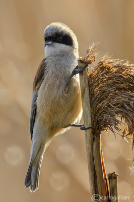 Pendolino-Penduline-Tit(Remiz pendulinus)