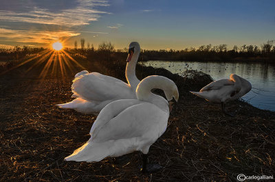 Sunset on swans