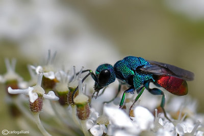 Holopyga cf. generosa 