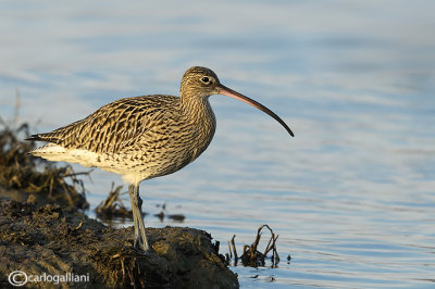 Chiurlo maggiore - Eurasian Curlew (Numenius arquata)