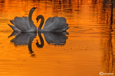 Cigno reale-Mute Swan (Cygnus olor)