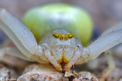 Misumena vatia