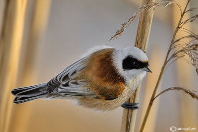 Pendolino-Penduline-Tit(Remiz pendulinus)