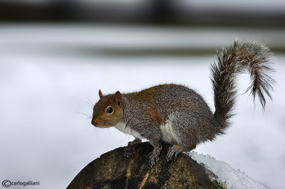 Grey squirrel - Sciurus carolinensis