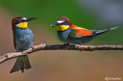 Gruccione-European Bee-eater (Merops apiaster)