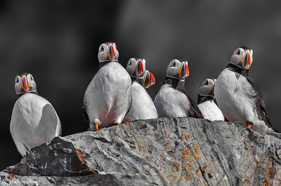 Pulcinella di mare-Atlantic Puffin (Fratercula arctica)