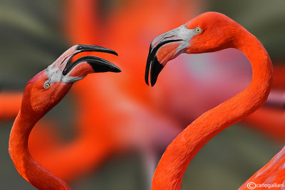 Phoenicopterus ruber