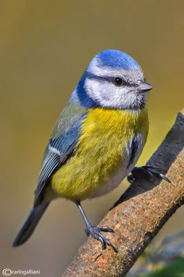 Cinciarella-Blue Tit(Cyanistes caeruleus) 