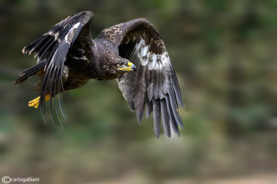 Aquila delle steppe-Steppe Eagle (Aquila nipalensis)