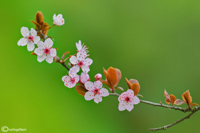 Spring