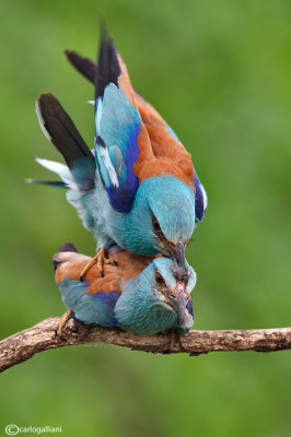 Ghiandaia marina-European Roller (Coracias garrulus)