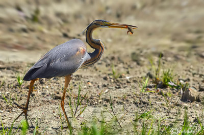 Airone rosso-Purple Heron (Ardea purpurea)