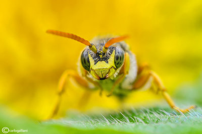 Nomada sp