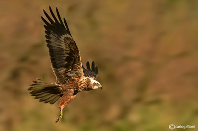 Falco di palude-Western Marsh Harrier (Circus aeruginosus)