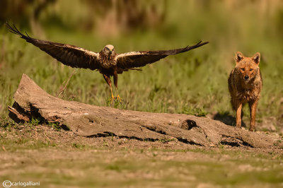 Marsh Harrier & Golden jackal 