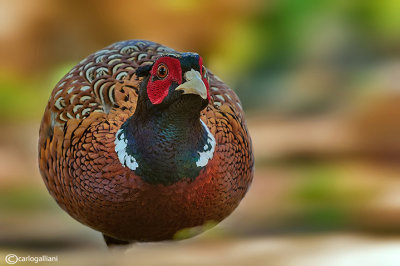 Fagiano -Common Pheasant ( Phasianus colchicus)