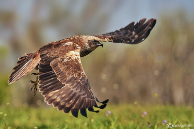 Falco di palude-Western Marsh Harrier (Circus aeruginosus)