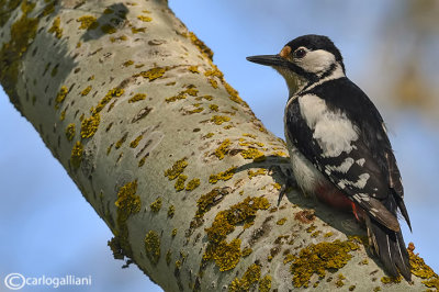 Picchio rosso maggiore-Great Spotted Woodpecker (Dendrocopos major))
