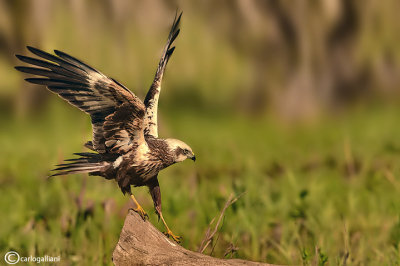 Falco di palude-Western Marsh Harrier (Circus aeruginosus)