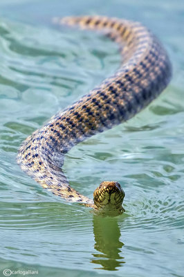 Natrix tassellata