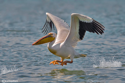 Pellicano bianco	 - Great White Pelican ( Pelecanus onocrotalus )