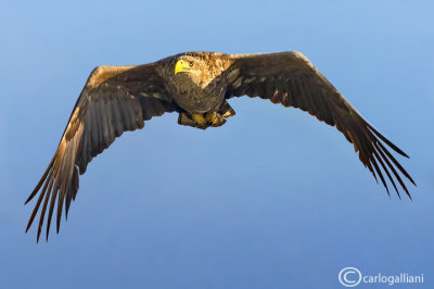 Aquila di mare - White-tailed Eagle - (Haliaeetus albicilla )