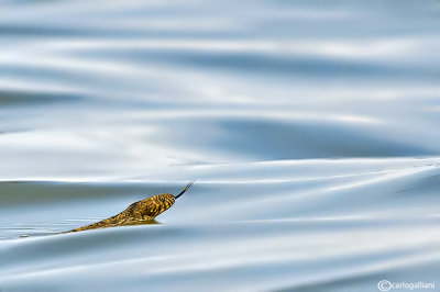 Natrix tassellata