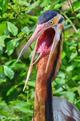 Airone rosso-Purple Heron (Ardea purpurea)