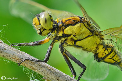 Orthetrum cancellatum