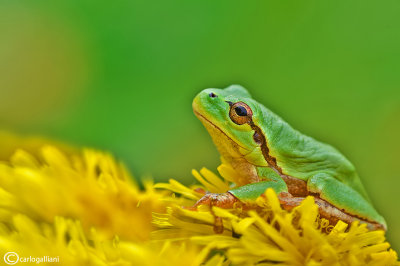 Raganella italiana-Italian Tree Frog (Hy!a intermedia)