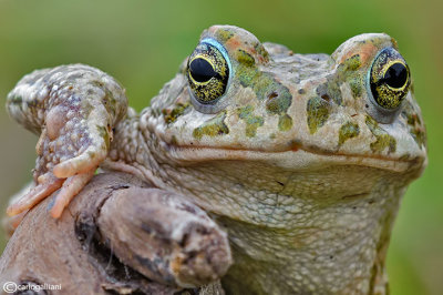 Rospo smeraldino-Green Toad (Bufo viridis)