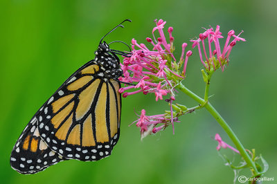 Danaus plexippus