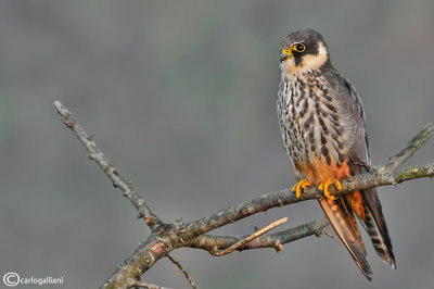 Lodolaio- Eurasian Hobby (Falco subbuteo)