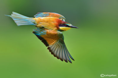 Gruccione-European Bee-eater (Merops apiaster)