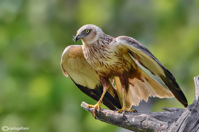 Falco di palude-Western Marsh Harrier (Circus aeruginosus)