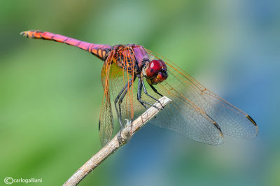 Trithemis annulata