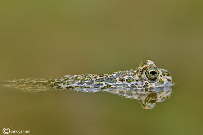 Rospo smeraldino-Green Toad (Bufo viridis)