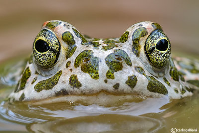 Rospo smeraldino-Green Toad (Bufo viridis)