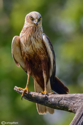 Falco di palude-Western Marsh Harrier (Circus aeruginosus)