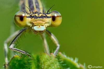 Platycnemis pennipes