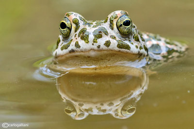 Rospo smeraldino-Green Toad (Bufo viridis)