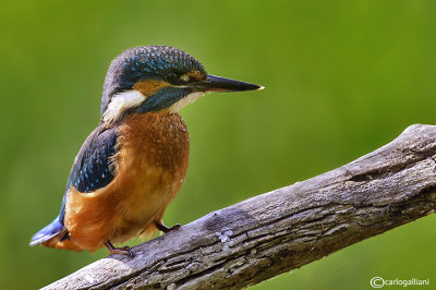 Martin pescatore - Kingfisher - (Alcedo atthis)