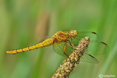 Orthetrum caerulescens