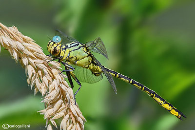 Gomphus flavipes